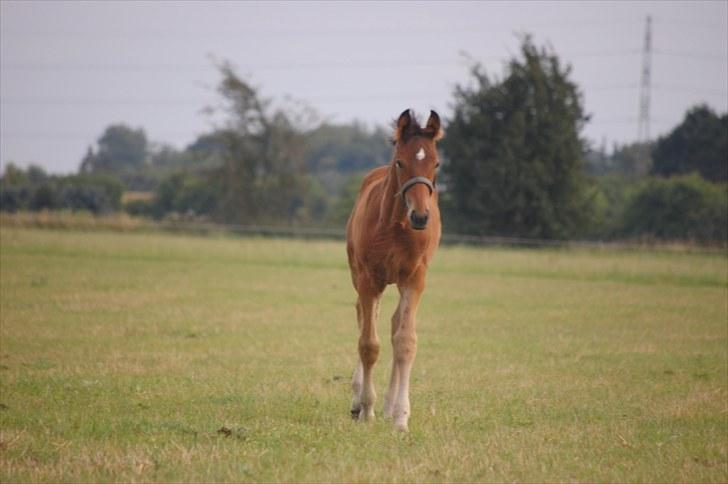 Dansk Varmblod Castor billede 11