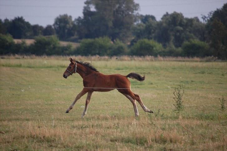 Dansk Varmblod Castor billede 12