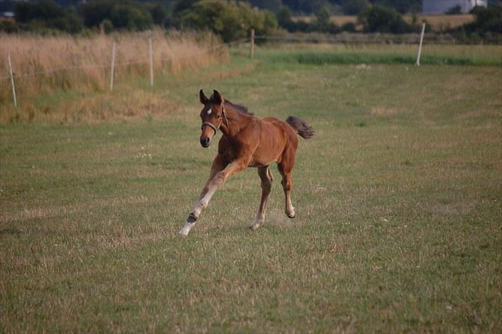 Dansk Varmblod Castor billede 13