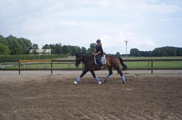 Dansk Varmblod marco bell - dressur 2010 -  safia billede 12