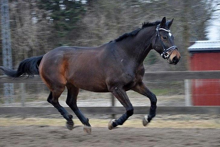 Dansk Varmblod marco bell - Marco marts 2011 billede 4