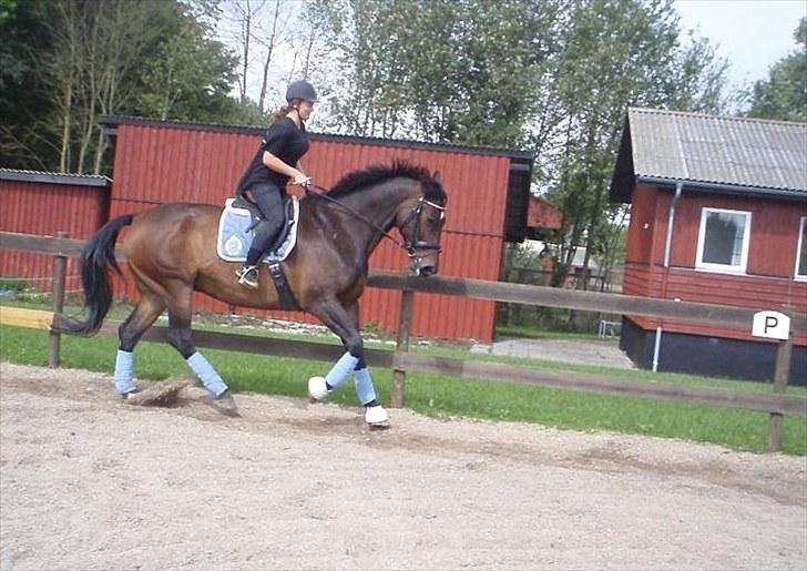 Dansk Varmblod marco bell - dressur 2010 -  safia billede 15