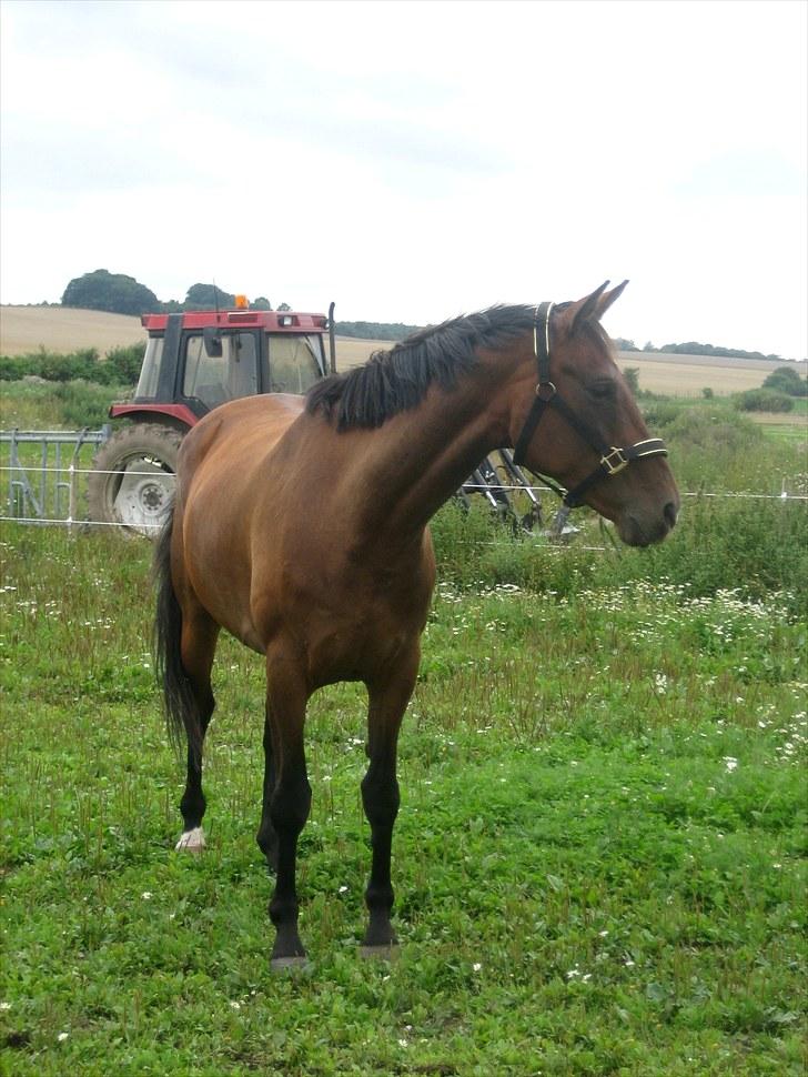 Dansk Varmblod Federica Lightfoot - Federica Lightfoot billede 1