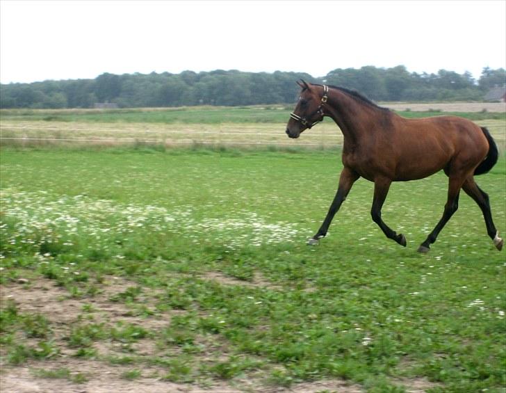 Dansk Varmblod Federica Lightfoot - Skal lige vise sin flotte gang. ;) billede 2