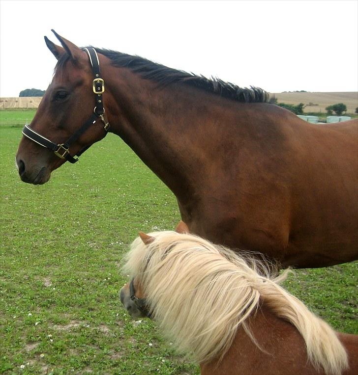 Dansk Varmblod Federica Lightfoot - Vores lille Trille og store Federica. <3 billede 3