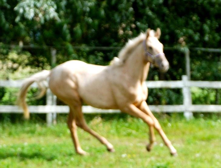 Palomino Lysgaards Dharma billede 16
