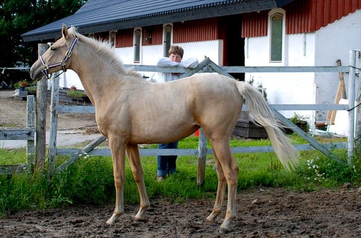 Palomino Lysgaards Dharma billede 17