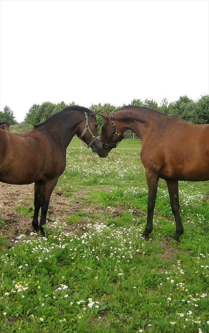Dansk Varmblod Federica Lightfoot - Vores New Forest Cayenne og Federica. To førehopper, der begge kæmper om at få magten over hoppeflokken. billede 4