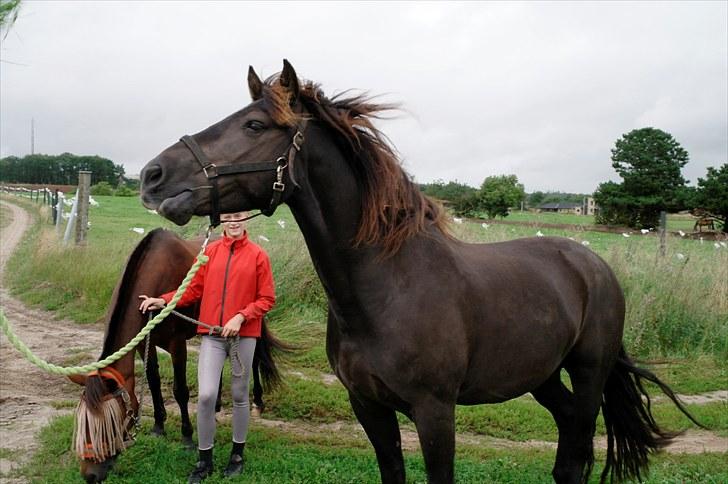 Anden særlig race Zephyr (Solgt) - På vej fra fold billede 1