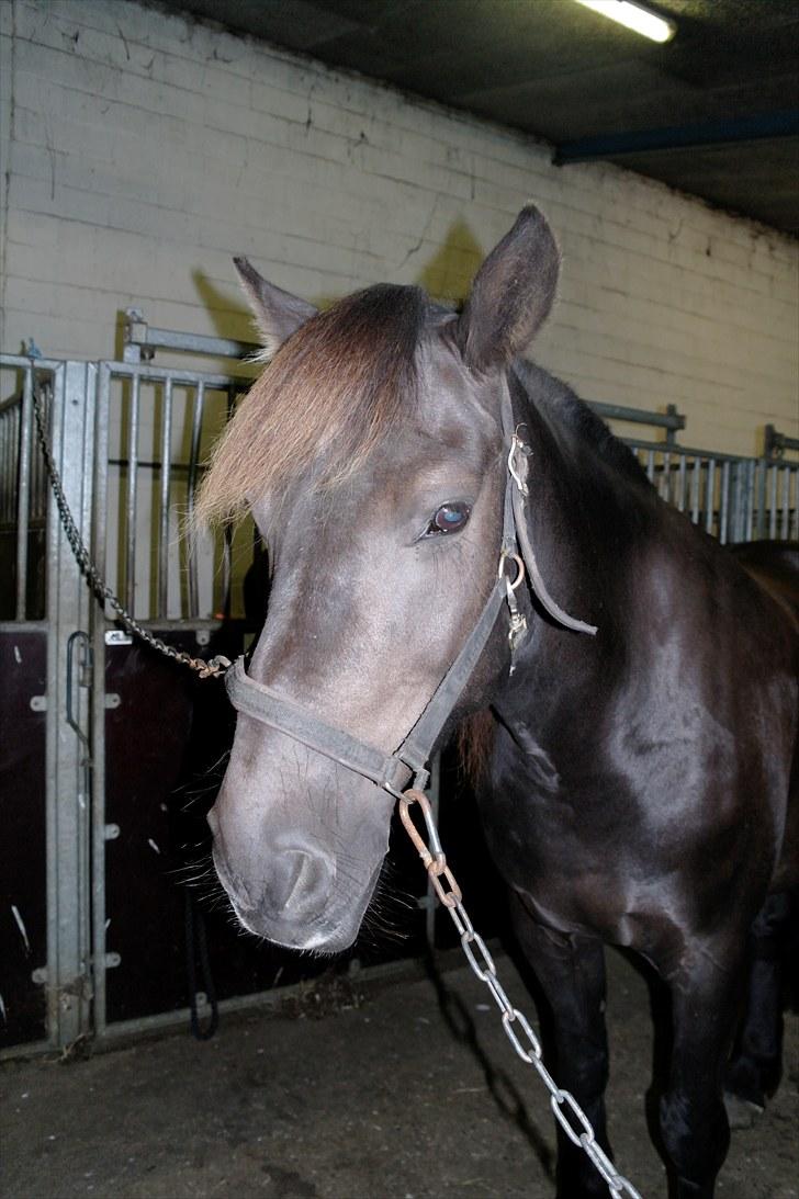 Anden særlig race Zephyr (Solgt) - Fin på staldgangen. billede 2