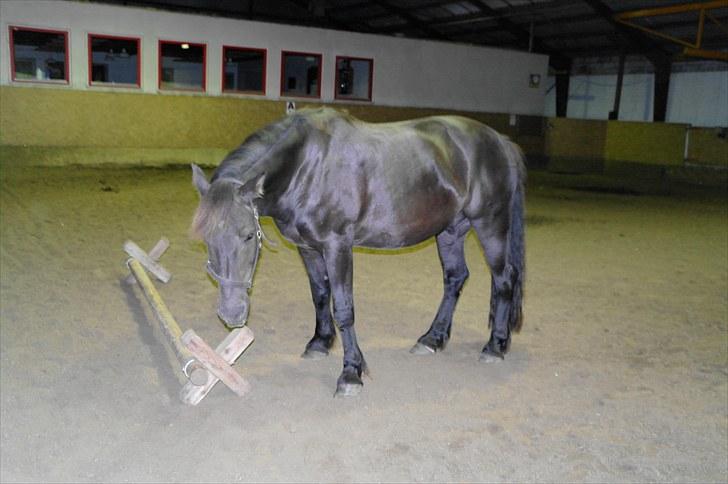 Anden særlig race Zephyr (Solgt) - Kigger lige... billede 3