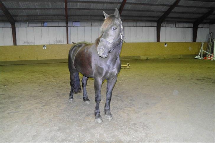 Anden særlig race Zephyr (Solgt) - Ser godt ud:) billede 4