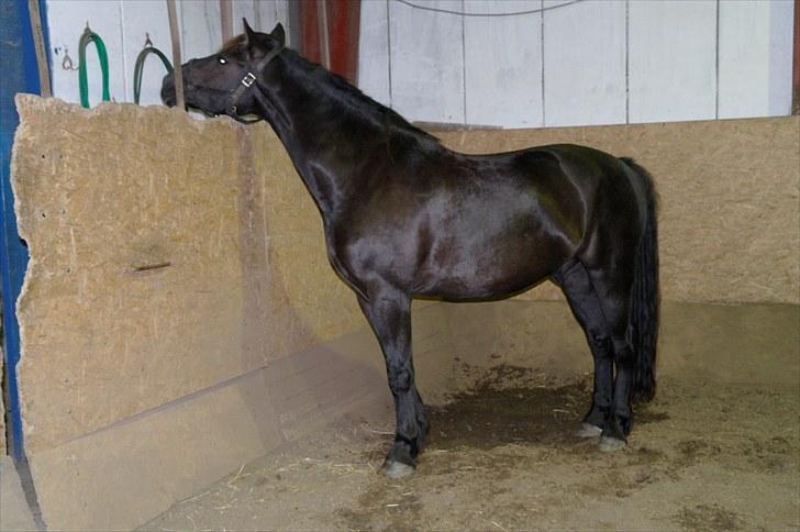 Anden særlig race Zephyr (Solgt) - Kan høre de andre i stalden. billede 5