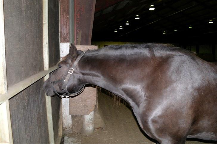Anden særlig race Zephyr (Solgt) - Den der port var lidt farlig til at starte på;) billede 6