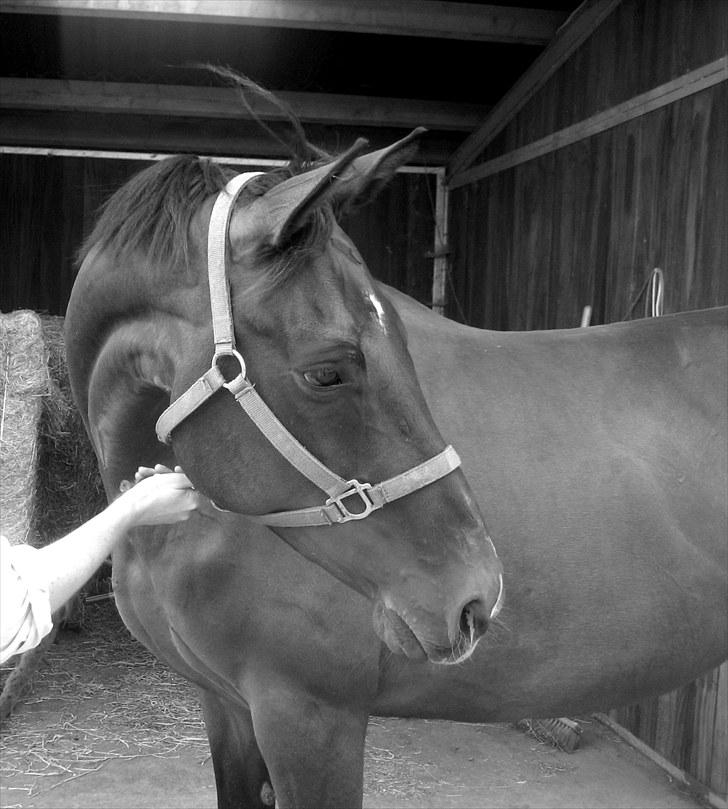 Dansk Varmblod Federica Lightfoot - <3 billede 5