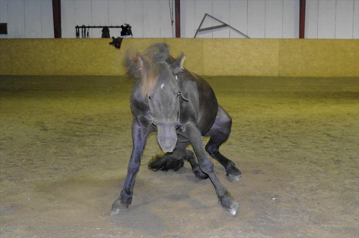Anden særlig race Zephyr (Solgt) - Dejlig rulletur.. billede 7
