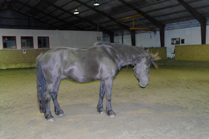 Anden særlig race Zephyr (Solgt) - Og ja, så er vi klar til en ny omgang med striglen:-) billede 8