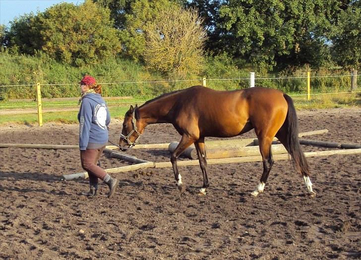 Dansk Varmblod Royal One Cruizer - vi er så trætte efter skøn kursus weekend billede 5