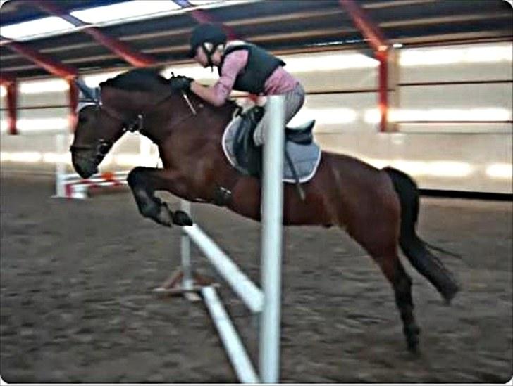 Anden særlig race  | Cantos Caballero - Vi springer:D billede 15