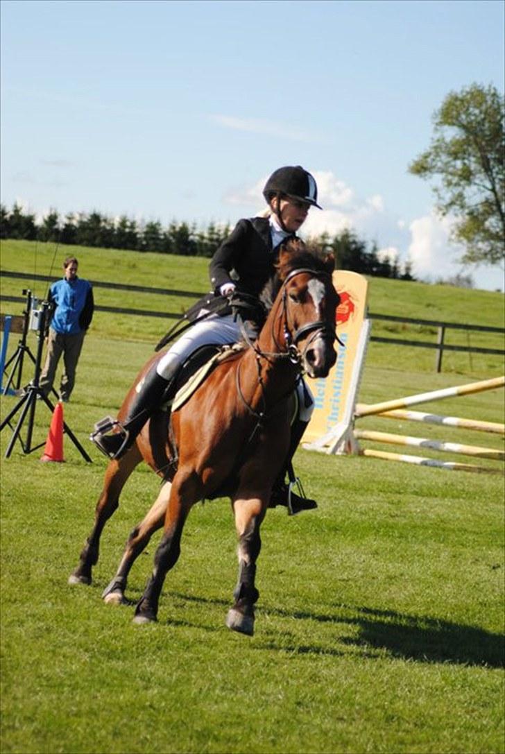 Anden særlig race  | Cantos Caballero - På springbanen :p KaJa Foto billede 16