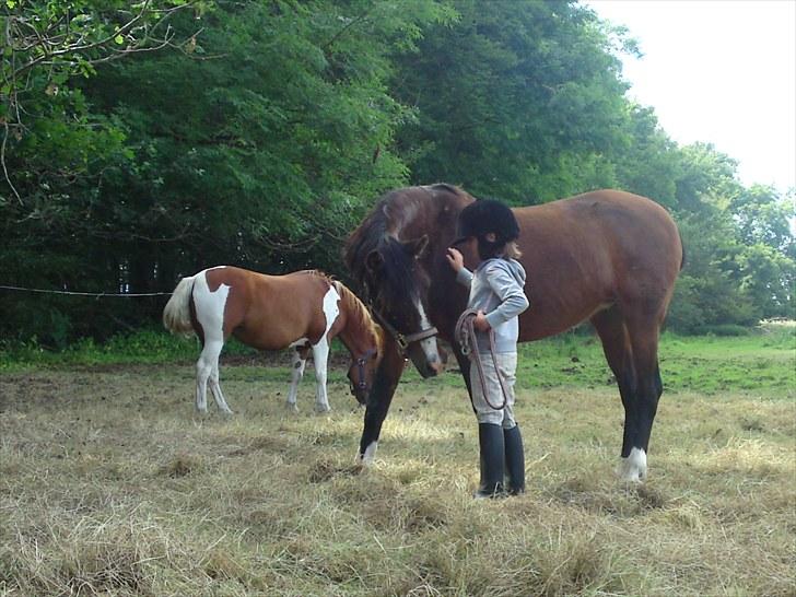 DSP bitten billede 1