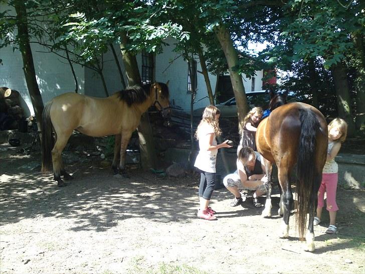 DSP bitten billede 2