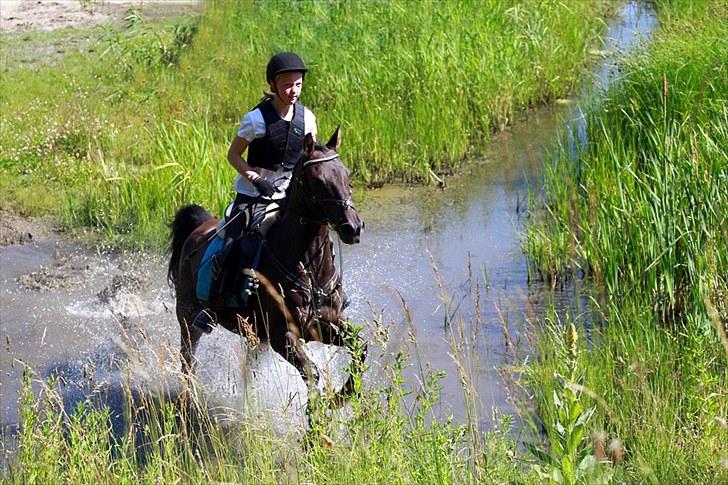 Hollandsk Sportspony Sir Kingston |B-pony|VBP  - da jeg for første gang sad på ryggen af dig på en terrænbane! - du var vidunderlig (; billede 9