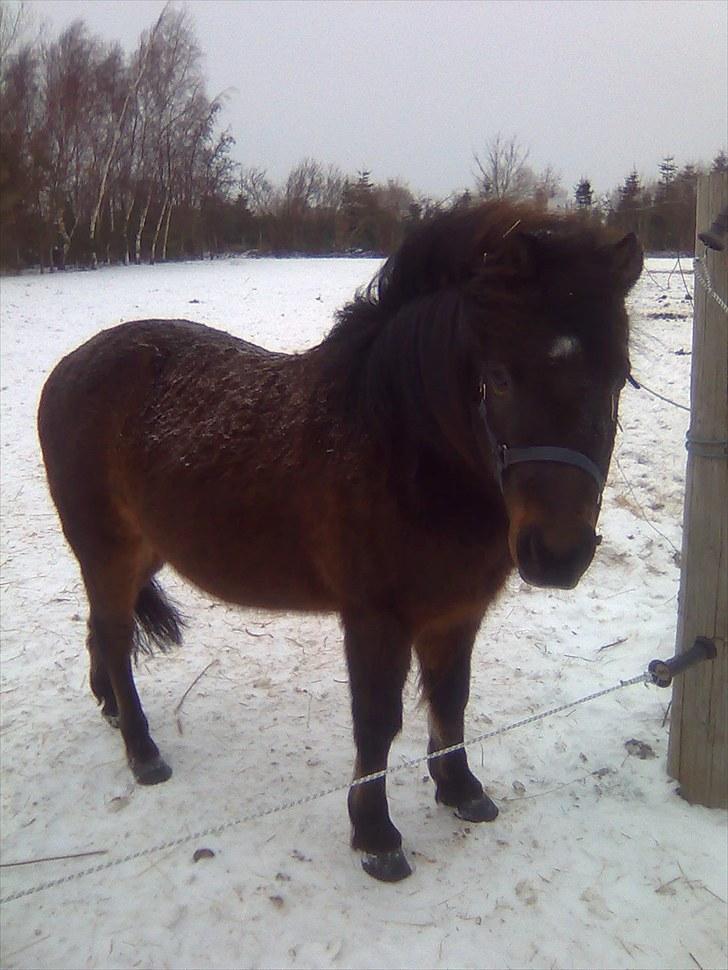 Anden særlig race Felix  billede 6