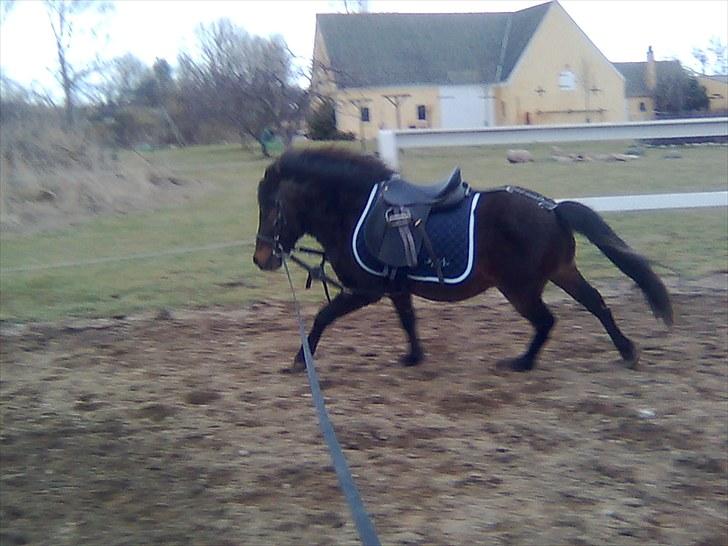 Anden særlig race Felix  - I longe :) billede 7