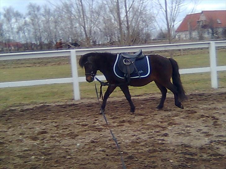 Anden særlig race Felix  billede 8