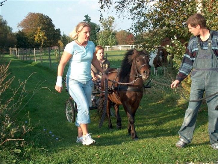 Anden særlig race Felix  - Kørt til....  billede 10