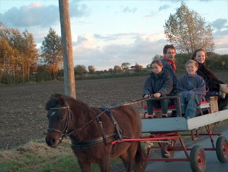 Anden særlig race Felix  - Med vogn, familien samlet...
Fotograf, mor. billede 11