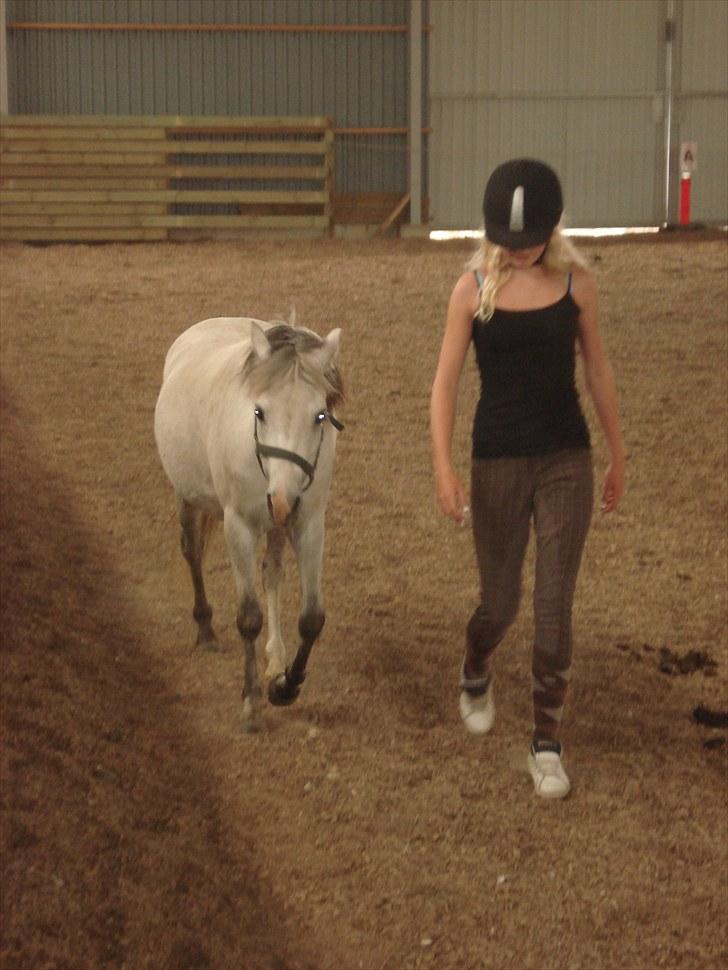 Welsh Pony (sec B) Bess - *MSP FOTO* billede 7