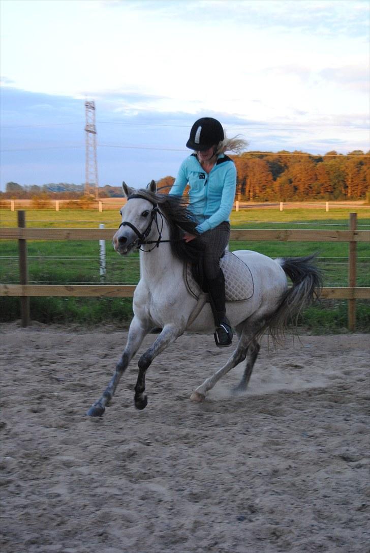 Welsh Pony (sec B) Bess - frisk gallop :D<3 *MSP FOTO* billede 8