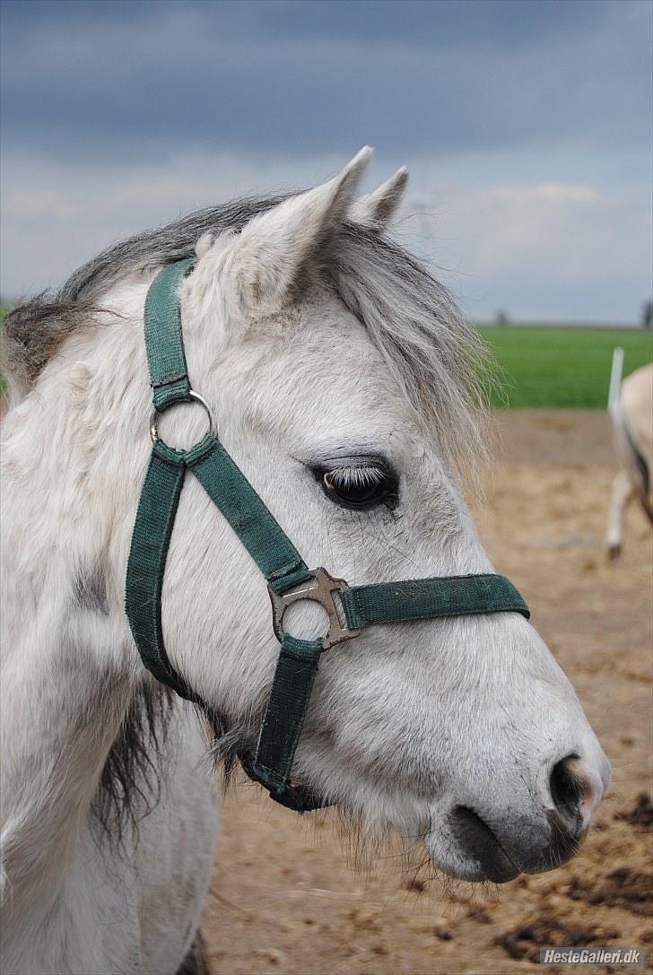 Welsh Pony (sec B) Bess - *MSP FOTO* billede 9