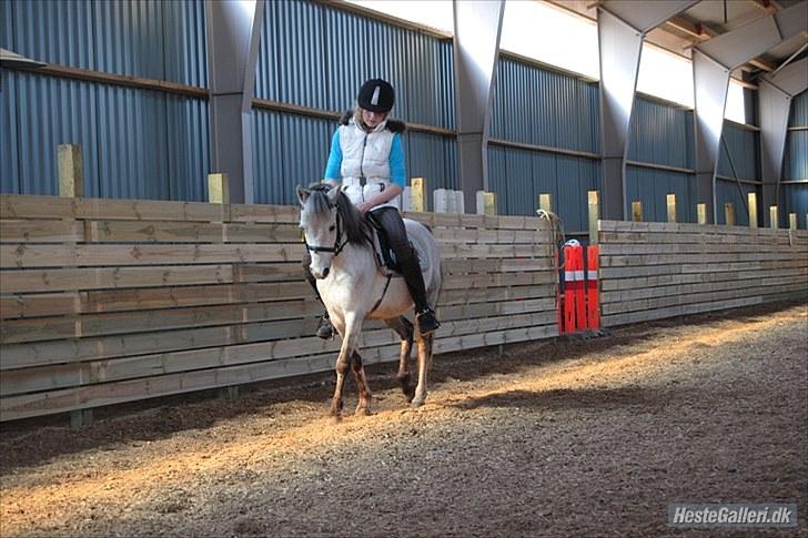 Welsh Pony (sec B) Bess - *MSP FOTO*  billede 10
