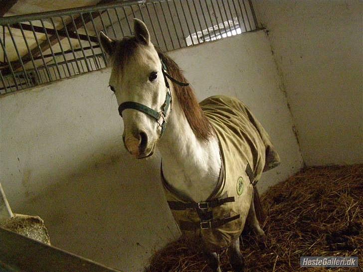 Welsh Pony (sec B) Bess -  *MSP FOTO* billede 11