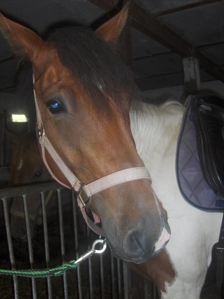 Anden særlig race Bommerlunds Streetboy - velkommen til min profil billede 1