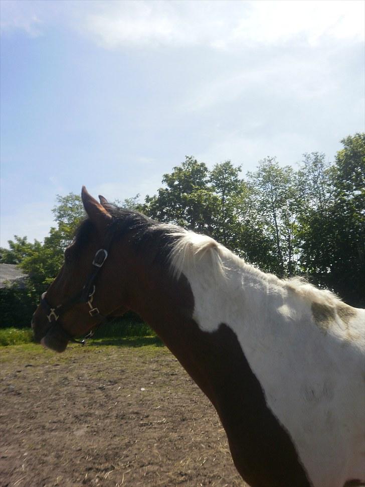 Anden særlig race Bommerlunds Streetboy billede 3