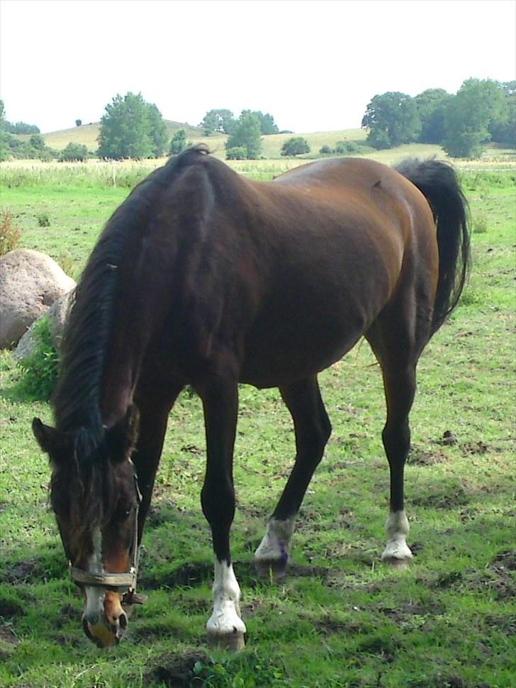 DSP bitten billede 4