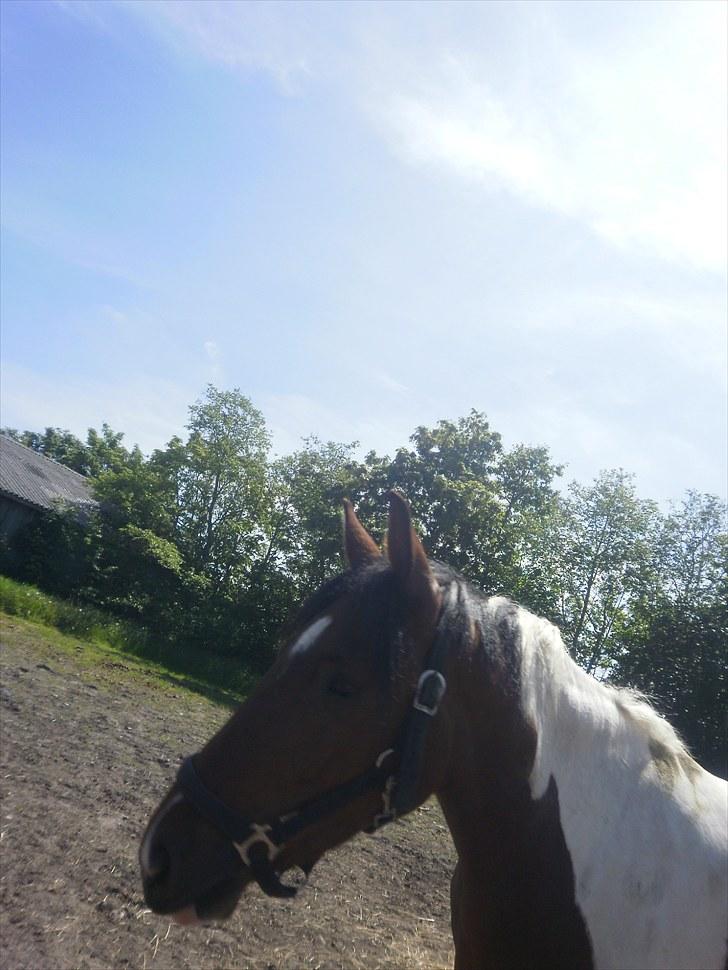 Anden særlig race Bommerlunds Streetboy billede 4