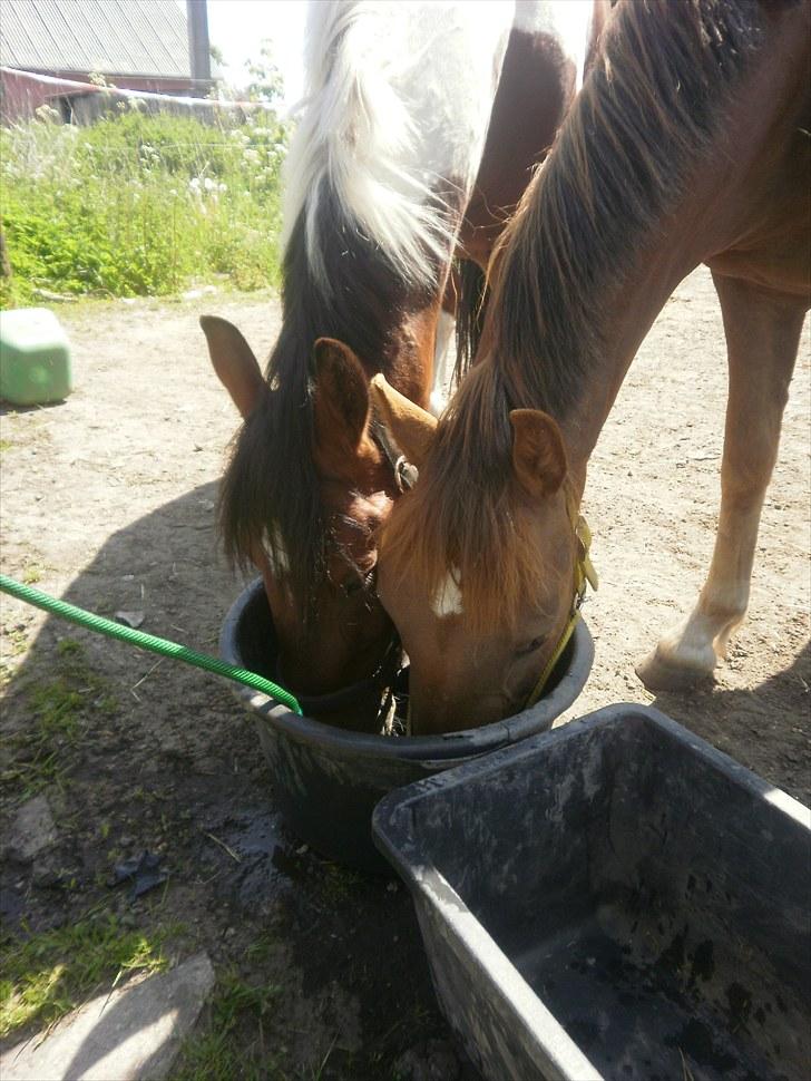 Anden særlig race Bommerlunds Streetboy - deler spand med sin kæreste <3 de er så søde de 2  billede 5