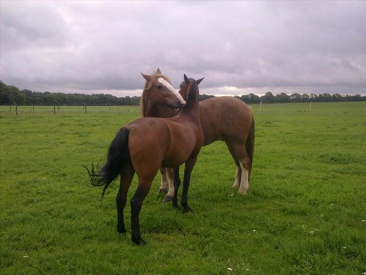 Irish Cob Gimli (Valdemar) (Himmelhest) - Dejligt at blive gnubbet billede 6