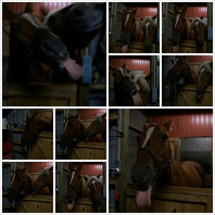 DSP /Araber Kasmir Min drøm<3 - min over lækre tungerækkerxD billede 19