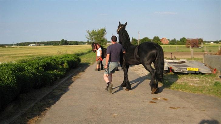 Frieser Remos fra Mørdrupgård. - Første gang Remos skal på fold. Hvem trækker med hvem ;) billede 2