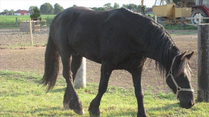 Frieser Remos fra Mørdrupgård. - Hygge. billede 5