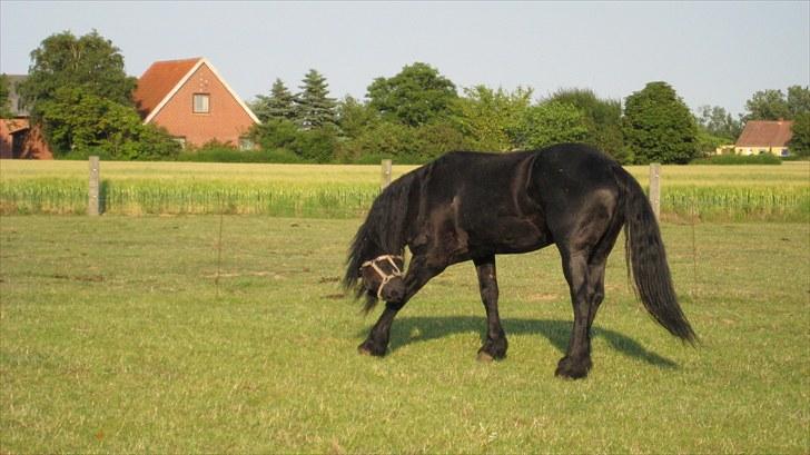 Frieser Remos fra Mørdrupgård. - Det klør. billede 6