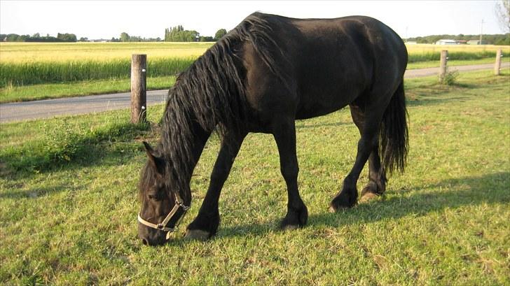 Frieser Remos fra Mørdrupgård. - Slapper af. billede 9