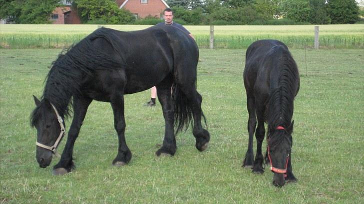 Frieser Remos fra Mørdrupgård. - Remos passer på Lillepigen ;) billede 10