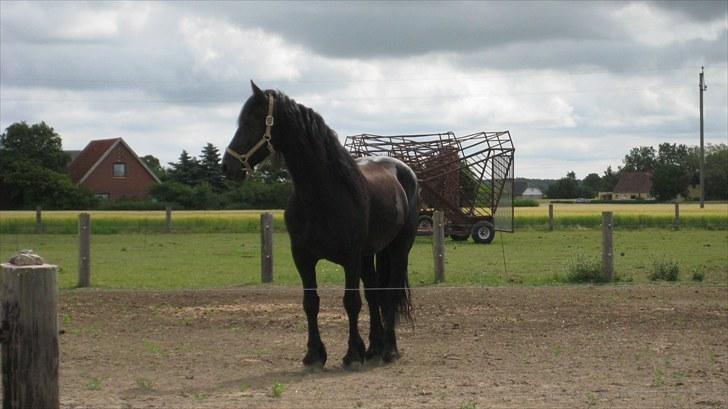 Frieser Remos fra Mørdrupgård. billede 11